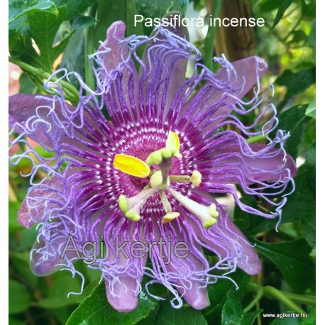 18 - Passiflora incense - Golgotavirág