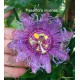 18 - Passiflora incense - Golgotavirág