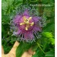 18 - Passiflora incense - Golgotavirág