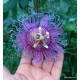 18 - Passiflora incense - Golgotavirág