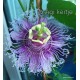 17 - Passiflora Byte - Golgotavirág