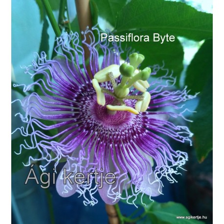 17 - Passiflora Byte - Golgotavirág