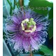 17 - Passiflora Byte - Golgotavirág