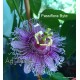 17 - Passiflora Byte - Golgotavirág