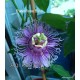 17 - Passiflora Byte - Golgotavirág