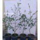 Azori jázmin-Jasminum azoricum