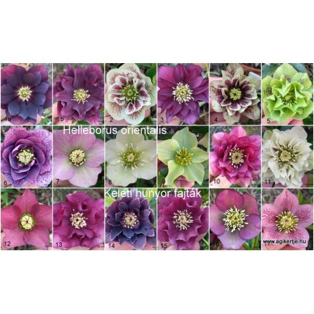 Keleti hunyor - Helleborus orientalis - Vegyes színek