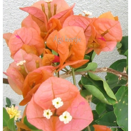 2-Aranysárga-rózsaszín-Murvafürt-Bougainvillea Orange Fiesta