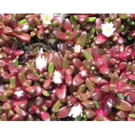 Havasi kristályvirág-Delosperma alpinum