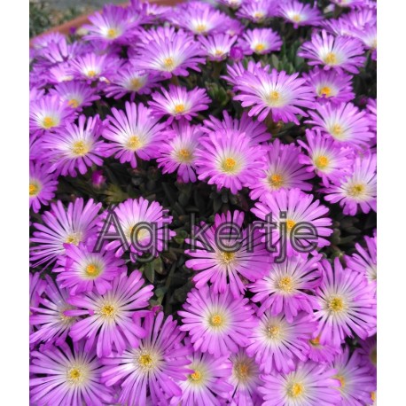 Kristályvirág-Delosperma-Oxbow-lilásrózsaszín, fehér központtal