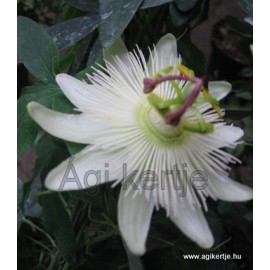 Passiflora caerulea 'Constans Elliot'-Télálló golgotavirág