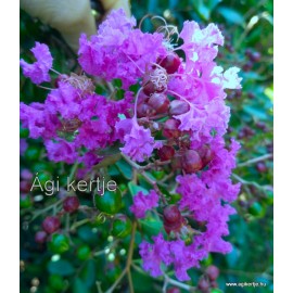6 - Selyemmirtusz mag, Bíbor-viola színű - Lagerstroemia - Superviolacea