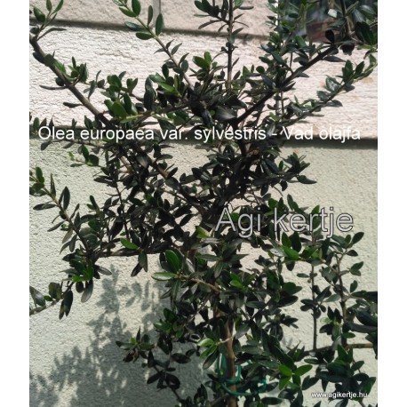 Olea europaea var. sylvestris - Vad olajfa
