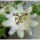 Passiflora 'White wedding'-Golgotavirág
