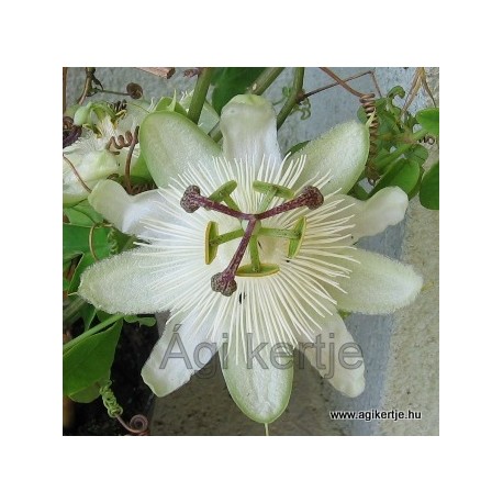 Passiflora 'White wedding'-Golgotavirág