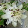 Passiflora 'White wedding'-Golgotavirág