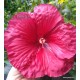 18 - Mocsári hibiszkusz - Geant Red - Hibiscus moscheutos