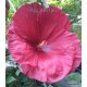 18 - Mocsári hibiszkusz - Geant Red - Hibiscus moscheutos