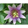 Passiflora 'Belottii'-Golgotavirág