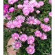 33 - Kristályvirág - Delosperma - Lavender ice- halvány lila