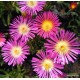 50 - Kristályvirág - Delosperma - Wonder Rose - rózsaszín