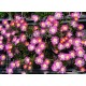 50 - Kristályvirág - Delosperma - Wonder Rose - rózsaszín