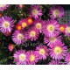 50 - Kristályvirág - Delosperma - Wonder Rose - rózsaszín