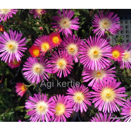 50 - Kristályvirág - Delosperma - Wonder Rose - rózsaszín