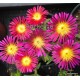54 - Magenta - Kristályvirág - Delosperma