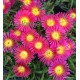 54 - Magenta - Kristályvirág - Delosperma