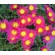 54 - Magenta - Kristályvirág - Delosperma
