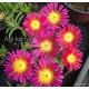54 - Magenta - Kristályvirág - Delosperma