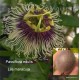 8 - Passiflora edulis - Maracuja - Passiogyümölcs - Golgotavirág