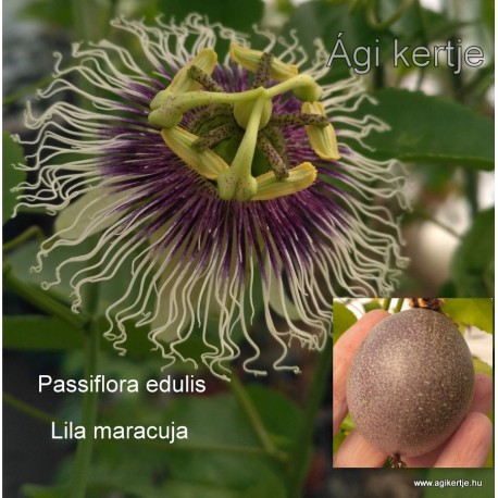8 - Passiflora edulis - Maracuja - Passiogyümölcs - Golgotavirág