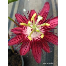Passiflora 'Lady Margaret'-Golgotavirág