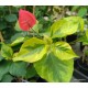 34- Piros variegata - Red rooster- Murvafürt- Bougainvillea