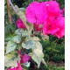 34- Piros variegata - Red rooster