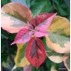 34- Piros variegata - Red rooster- Murvafürt- Bougainvillea