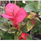 34- Piros variegata - Red rooster- Murvafürt- Bougainvillea
