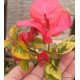 34- Piros variegata - Red rooster- Murvafürt- Bougainvillea