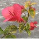 34- Piros variegata - Red rooster- Murvafürt- Bougainvillea