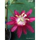 Passiflora 'Lady Margaret'-Golgotavirág
