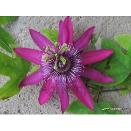 Passiflora 'Pura Vida'-Golgotavirág