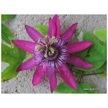 Passiflora 'Pura Vida'-Golgotavirág