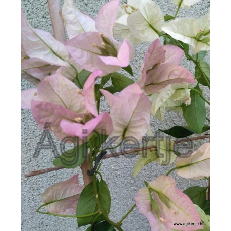 21-Rózsás tulipános-Toscan-Murvafürt-Bougainvillea