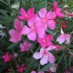 Leander - Nerium oleander - Színváltós rózsaszín