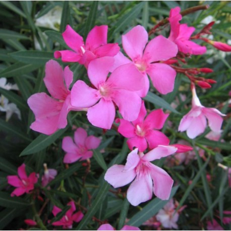 Leander - Nerium oleander - Színváltós rózsaszín