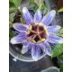 Passiflora 'Purple Hase'-Golgotavirág