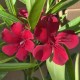 Leander - Nerium oleander - W. Harris