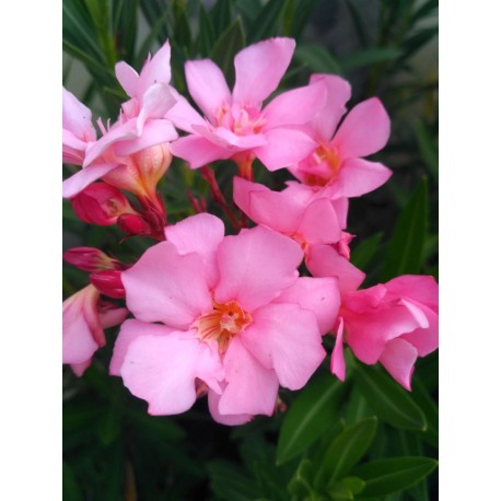 Leander - Nerium oleander - Rosario